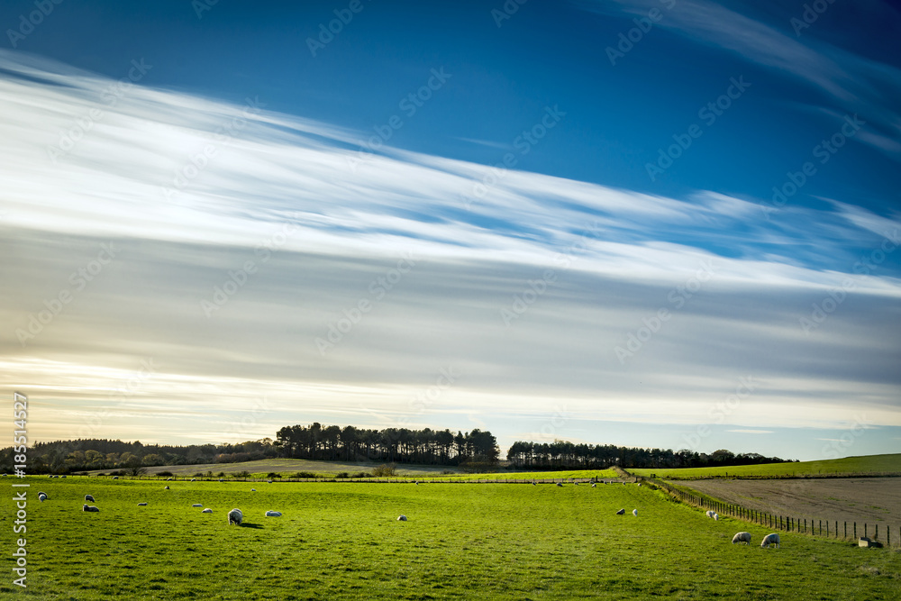 Green field and blue sky with silky white clouds