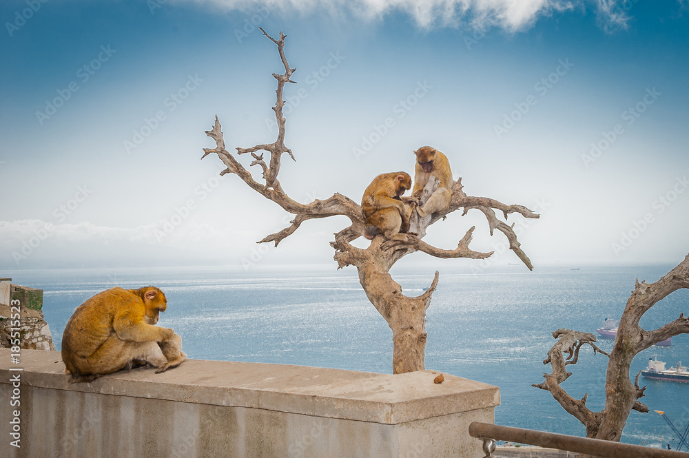 United Kingdom Gibraltar Barbary macaque monkey with panorama view in background