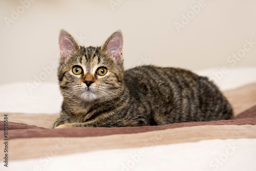 Tabby cat lying on bed © Ferenc