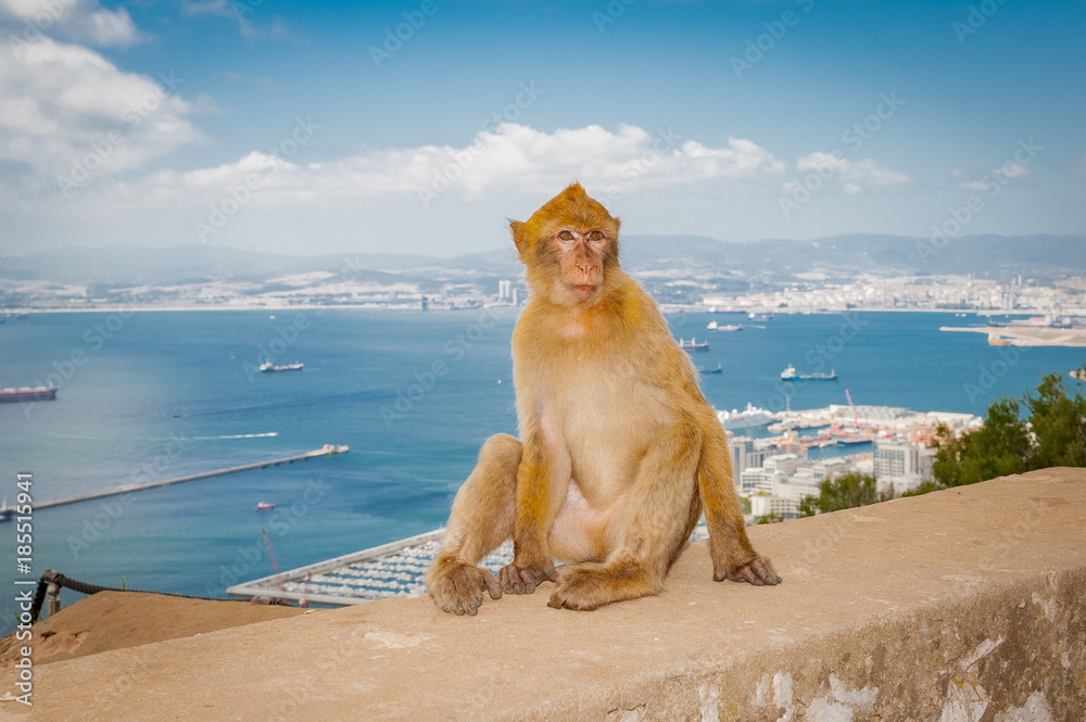 United Kingdom Gibraltar Barbary macaque monkey portrait with panorama view in background