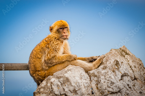 United Kingdom Gibraltar Barbary macaque monkey portrait with panorama view in background