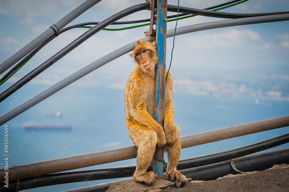 United Kingdom Gibraltar Barbary macaque monkey portrait with panorama view in background