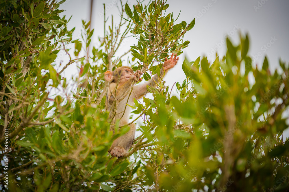 United Kingdom Gibraltar Barbary macaque baby monkey caught between the trees
