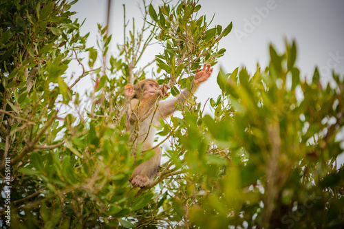 Obraz na płótnie United Kingdom Gibraltar Barbary macaque baby monkey caught between the trees w salonie