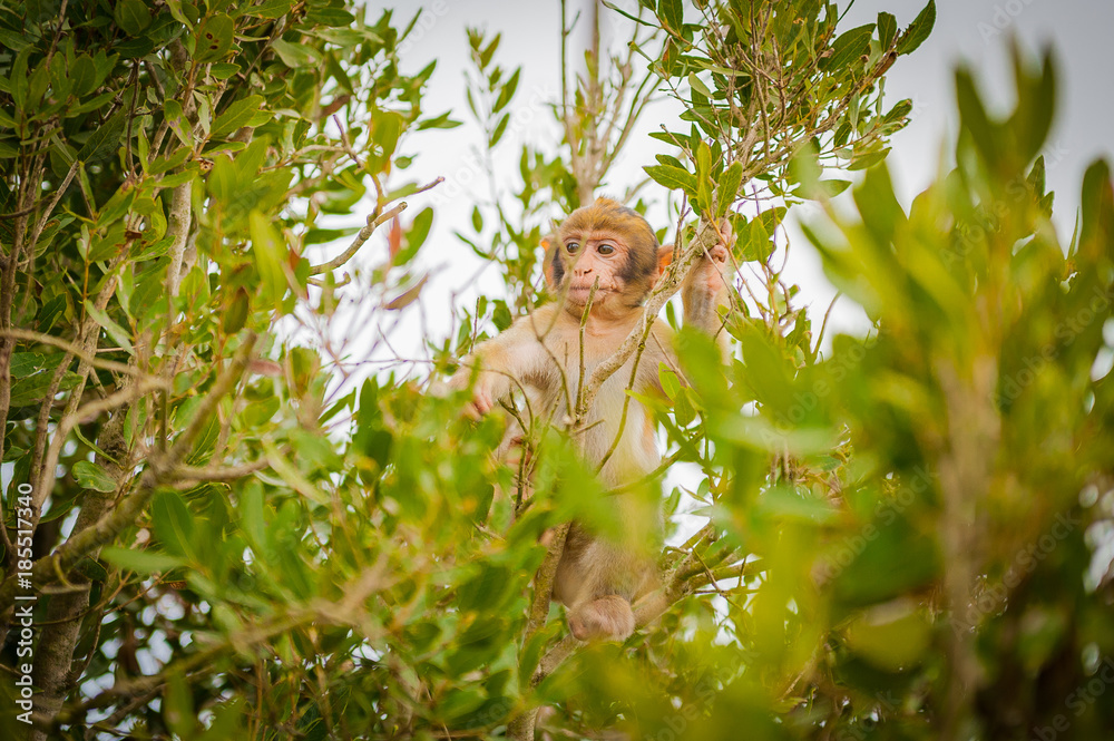 United Kingdom Gibraltar Barbary macaque baby monkey caught between the trees
