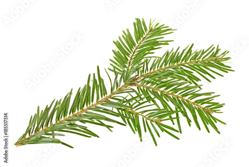 Twig of spruce on a white background