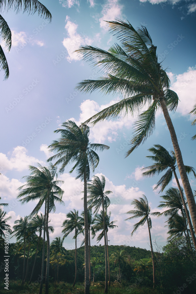 Fototapeta premium Coconut palm trees perspective view