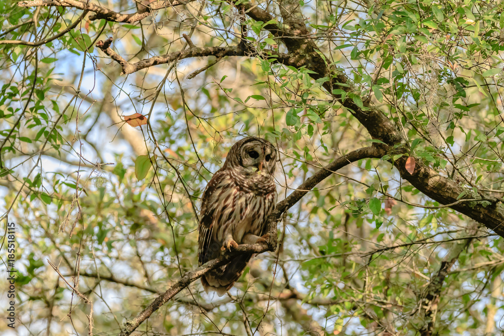 BARRED OWL BARRED OWL