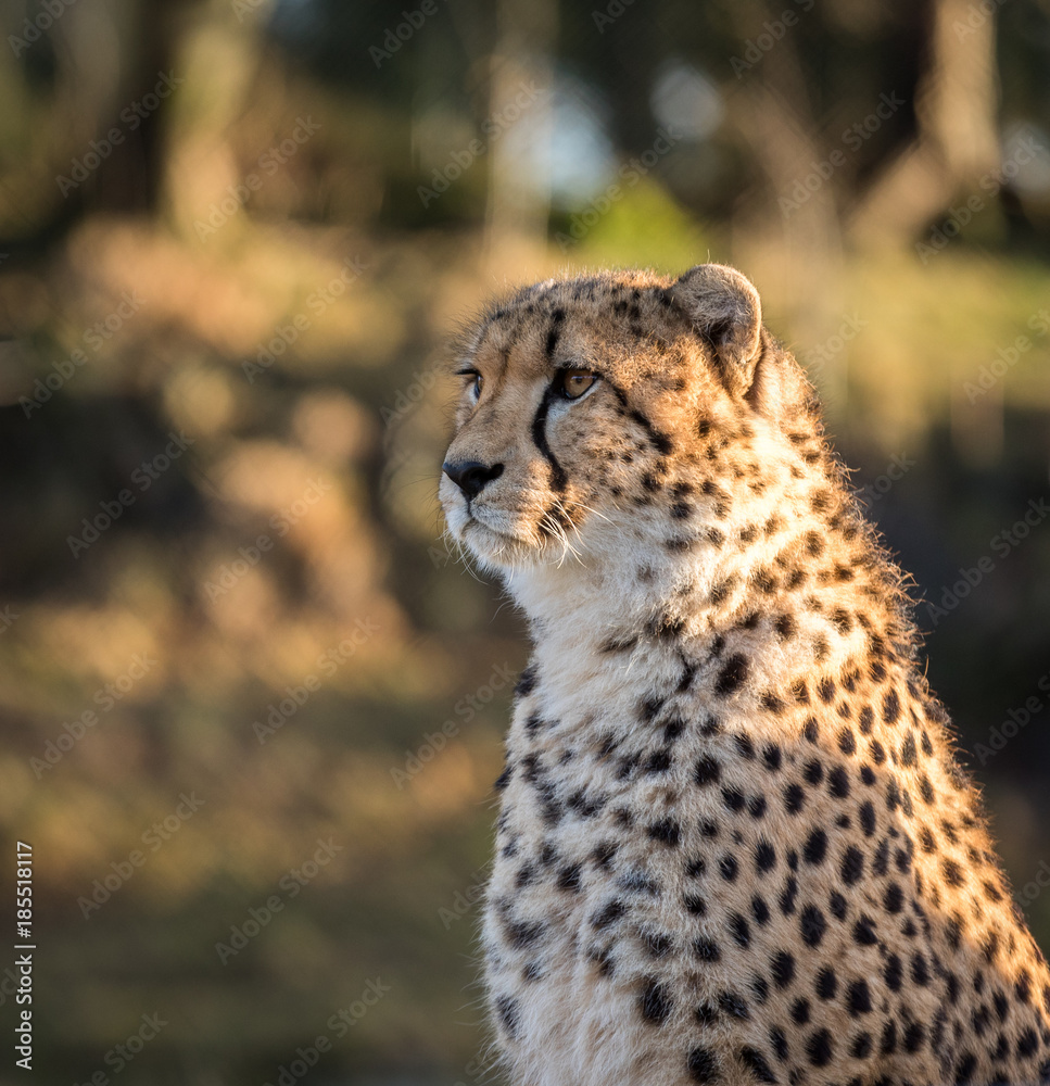 Cheetah, Acinonyx jubatus, looking to the left Cheetah, Acinonyx jubatus, looking to the left