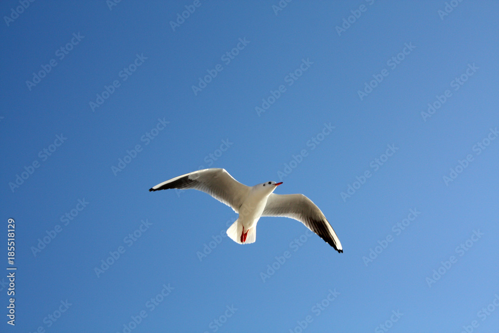 Obraz premium seagull