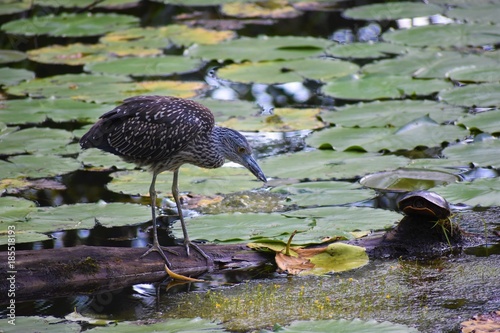 Yellow-Crowned Night Heron Fishing photo