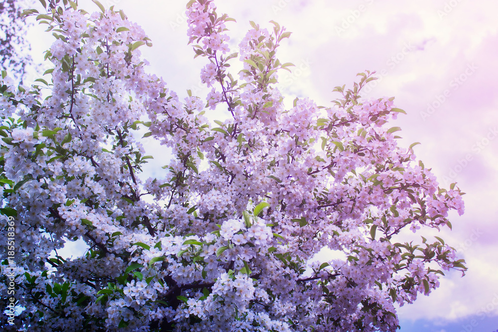 Tinted photo of apple tree on the background of blue skies. Flowers in blossom. Lavish spring flowers. Tinted photo of apple tree on the background of blue skies. Flowers in blossom. Lavish spring flowers.