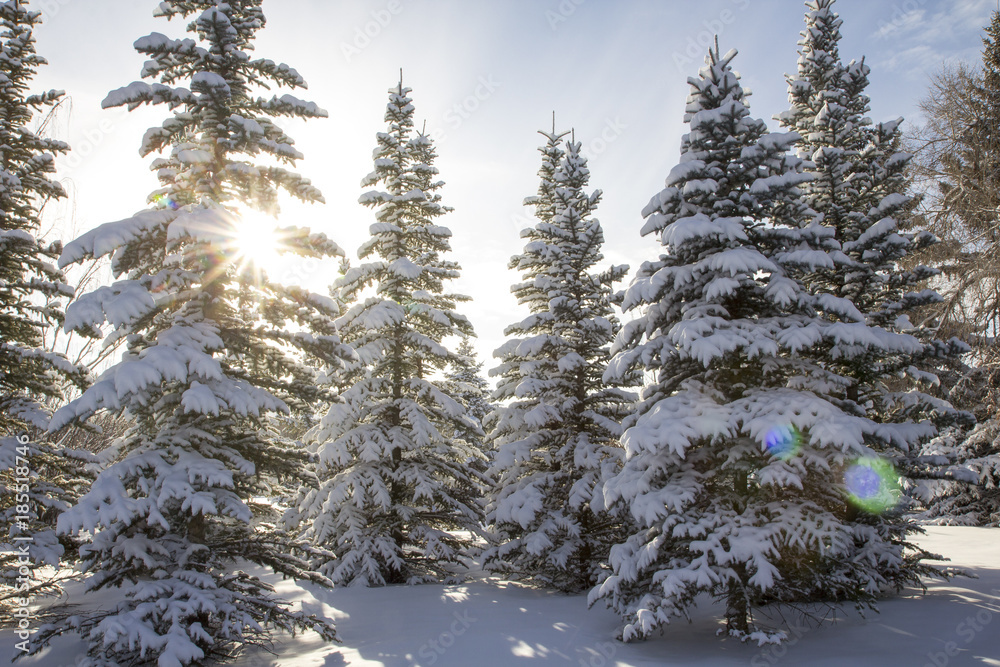Winter scene - pine trees covered in snow with sun shining
