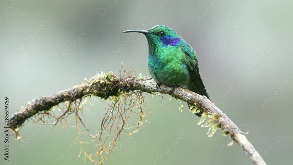 Green Violetear on a branch in the cloud forest of Costa Rica Green Violetear on a branch in the cloud forest of Costa Rica