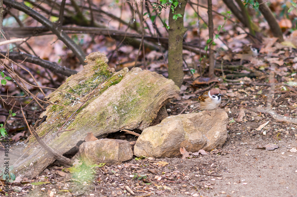 Obraz premium Small sparrow sitting on the stone in autumn forest, waiting for food. Brown background