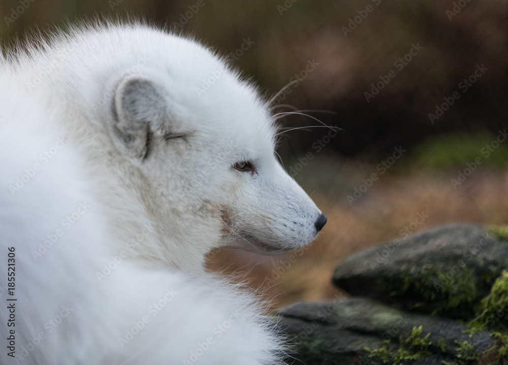 Portrait of an arctic fox, Vulpes Lagopus, male fox in white winter coat resting on the ground. Portrait of an arctic fox, Vulpes Lagopus, male fox in white winter coat resting on the ground.