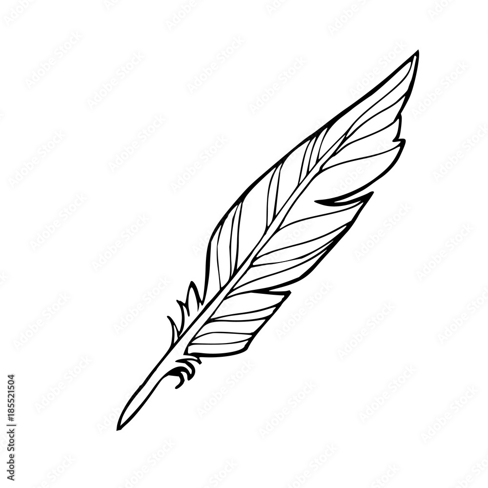 Fototapeta premium Vector hand drawn sketched feather