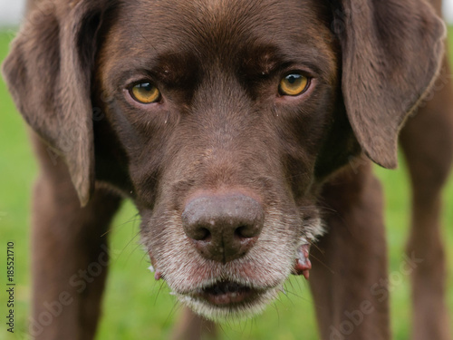 Labrador Nahaufnahme 