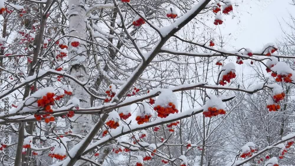 Clusters of rowan berries covered in winter Clusters of rowan berries covered in winter