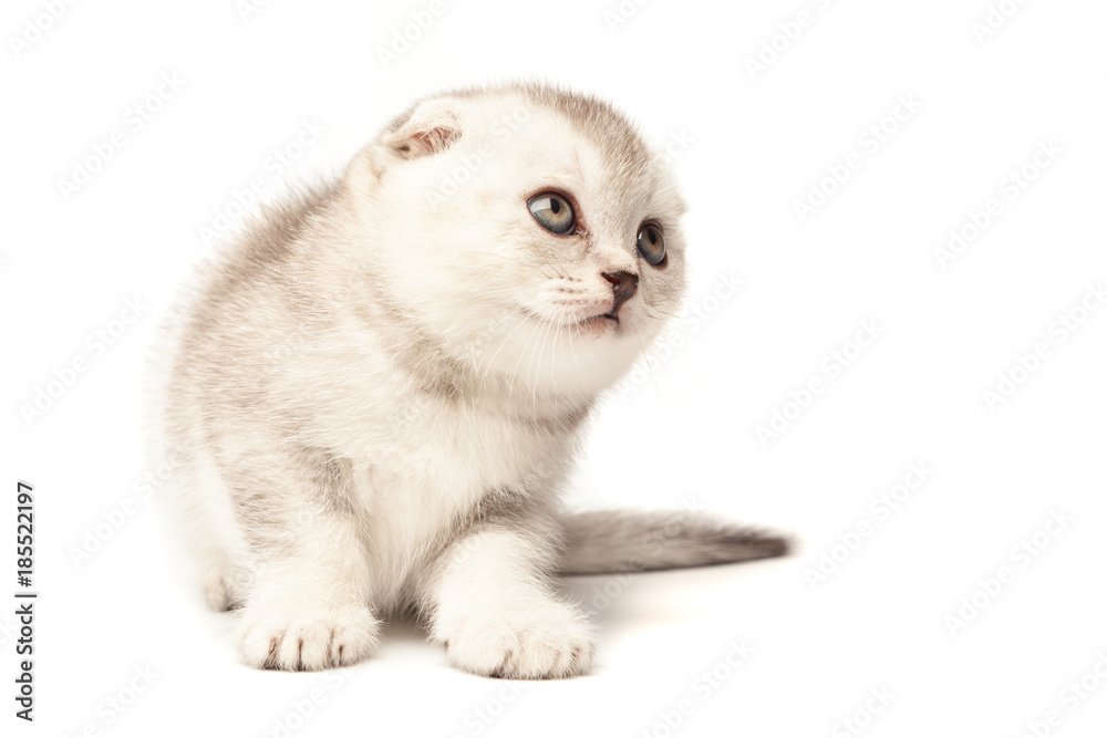 Portrait cat, scottish Fold on white background Portrait cat, scottish Fold on white background