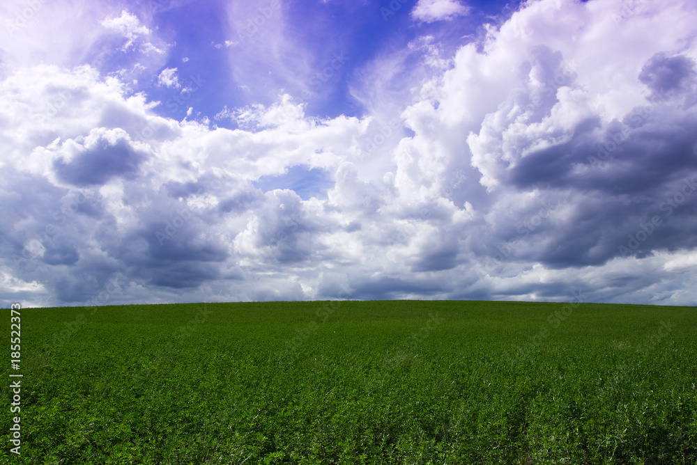 Clouds over a field at countryside. Green field of lucerne. 