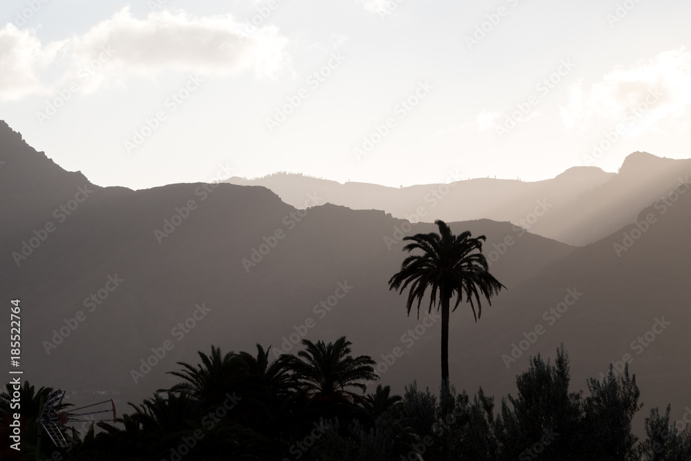palm trees and misty mountains in the background palm trees and misty mountains in the background