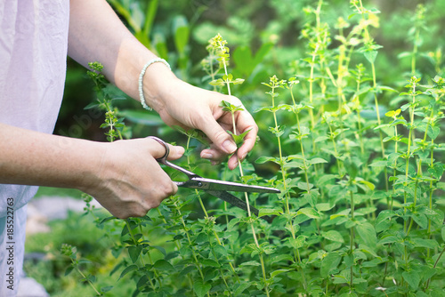 woman collects herbs, collect oregano using scissors, organic herbal garden 