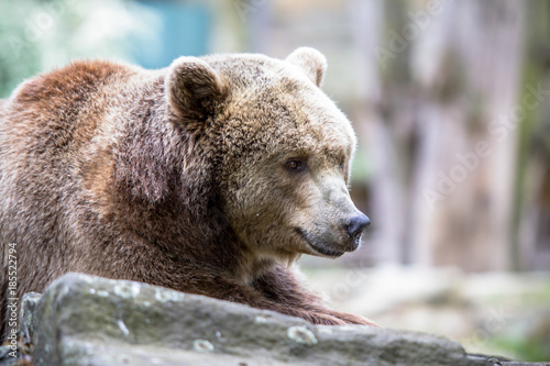 The Grizzly bear in a Zoo of Berlin  Germany