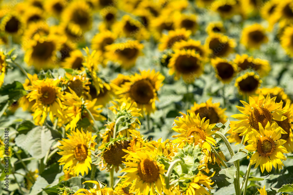 Fototapeta premium Big sunflower field