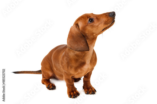 Fototapeta Naklejka Na Ścianę i Meble -  Puppy breed smooth-haired dachshund, isolated on white background.