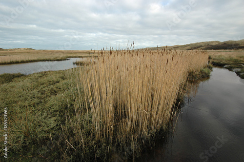  im naturschutzgebiet  de slufter  auf der insel texel