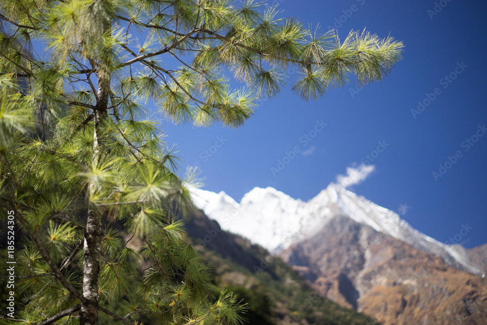 Trees and snowcapped peak at background in the Himalaya mountains, Nepal Trees and snowcapped peak at background in the Himalaya mountains, Nepal