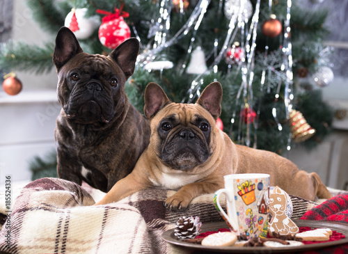 Christmas dog french bulldog © liliya kulianionak