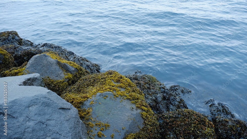 Algae on rocks and ocean