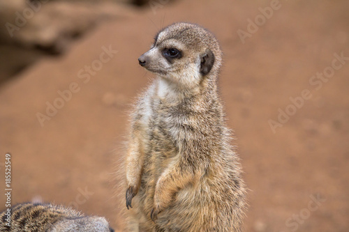 Meerkat in the desert