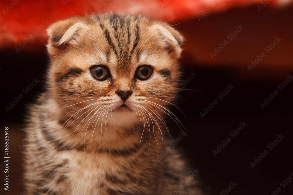 small and beautiful tabby kitten indoor