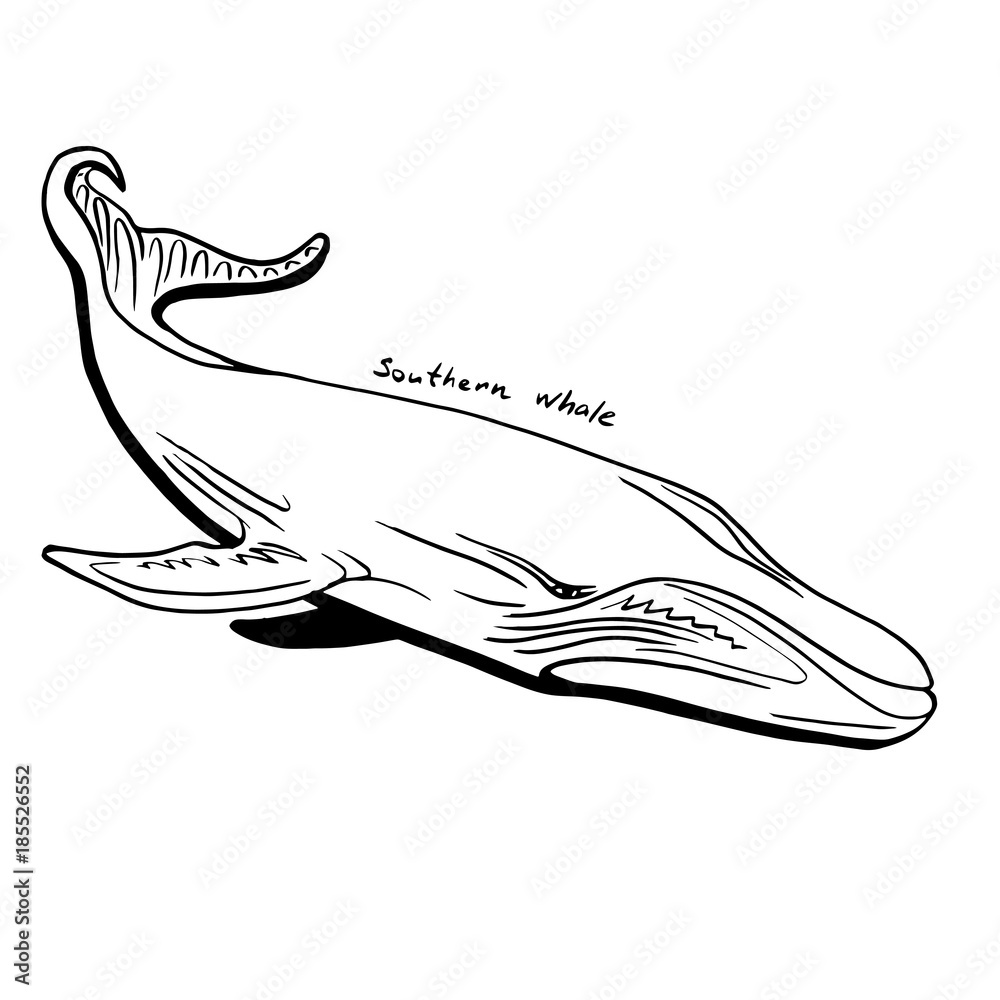 Hand-Drawn Doodle of southern whale. Vector Illustration - stock vector. Hand-Drawn Doodle of southern whale. Vector Illustration - stock vector.