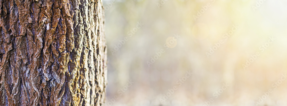 Tree trunk close-up in the forest - web banner with copy space - obrazy, fototapety, plakaty 