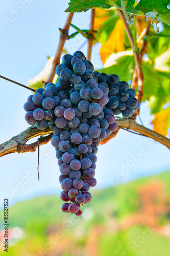 Grapes on tree in garden in Agerola