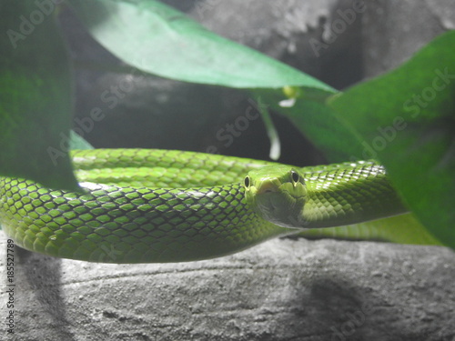 Emerald green snake 