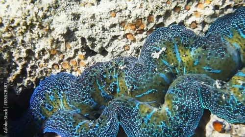 Close up shot of a tridacna crocea clam mantle expanding. photo