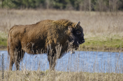 wisent standing in the forest of the natural park, Maashorst photo