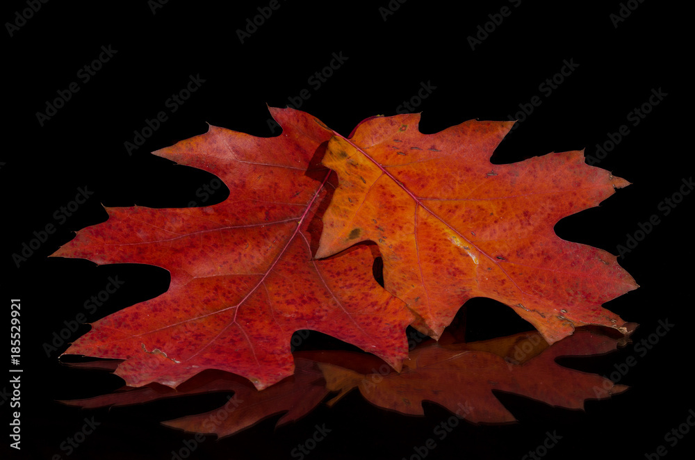 Close Look at the Beauty of Colorful Autumn Leaves Close Look at the Beauty of Colorful Autumn Leaves