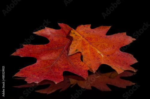 Close Look at the Beauty of Colorful Autumn Leaves