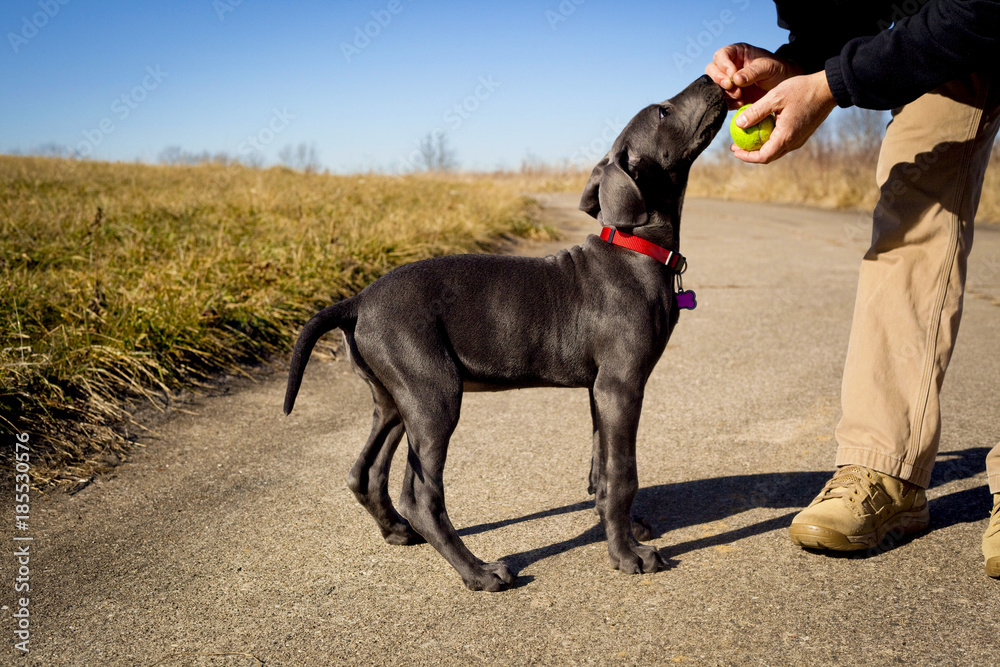 An adorable young blue colored great Dane accepts a treat from her owner as they practice training in a field