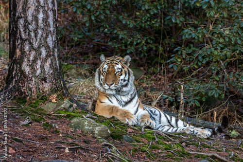 Siberian tiger, Panthera tigris altaica, resting in the forest. Zoo. photo