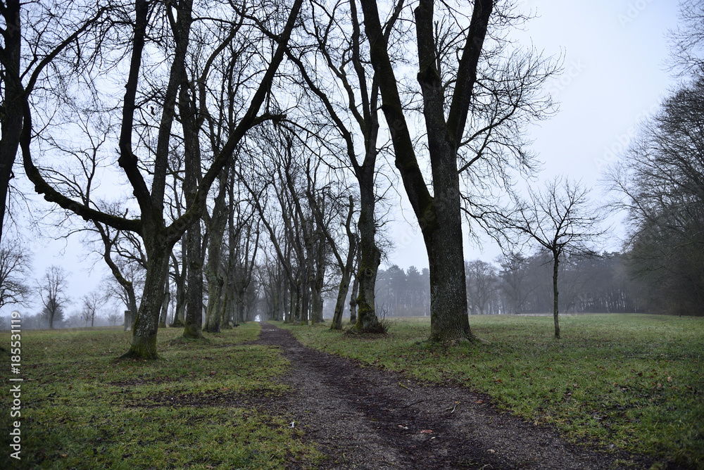 landschaft, baum, allee, natur, way, gras, wiese, ast, green, himmel, grau, nebel, wald, winter, europa, land, gegend, winter, kalt, nass, jahreszeit, holz, ausserhalb, landschaftsidyll, spaziergang, landschaft, baum, allee, natur, way, gras, wiese, ast, green, himmel, grau, nebel, wald, winter, europa, land, gegend, winter, kalt, nass, jahreszeit, holz, ausserhalb, landschaftsidyll, spaziergang,