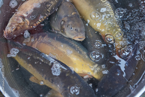 Live carp (Cyprinus carpio) prepared for sale before Christmas - Polish tradition. 