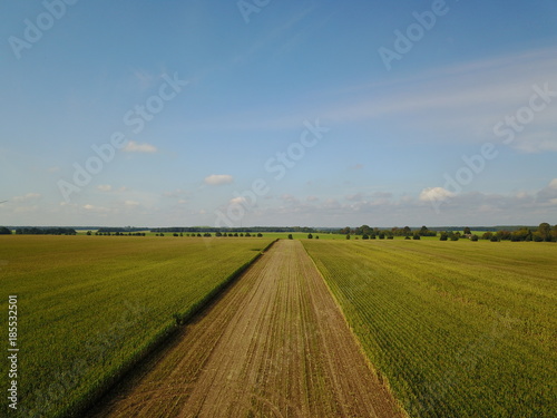 Luftaufnahmen von Maisfeldern im Spätsommer