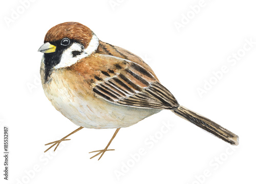 Sparrow bird portrait. Symbol of freedom, loyalty, modesty, energy, enthusiasm, simplicity. Side view, profile, full body, colorful. Hand drawn watercolour illustration, isolated on white background.